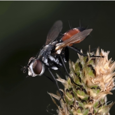 Cylindromyia sp. (genus) (Bristle fly) at Gungahlin, ACT - 26 Oct 2023 by amiessmacro