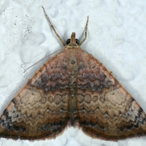 Chrysolarentia mecynata at Ainslie, ACT - 23 Oct 2023