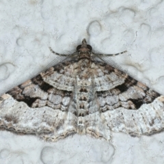 Epyaxa subidaria (Subidaria Moth) at Ainslie, ACT - 24 Oct 2023 by jb2602