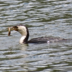 Microcarbo melanoleucos (Little Pied Cormorant) at Isabella Plains, ACT - 27 Oct 2023 by RodDeb