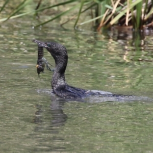 Phalacrocorax sulcirostris at Isabella Plains, ACT - 27 Oct 2023 12:47 PM