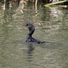 Phalacrocorax sulcirostris at Isabella Plains, ACT - 27 Oct 2023 12:47 PM