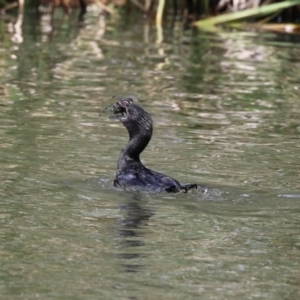 Phalacrocorax sulcirostris at Isabella Plains, ACT - 27 Oct 2023 12:47 PM