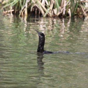 Phalacrocorax sulcirostris at Isabella Plains, ACT - 27 Oct 2023 12:47 PM