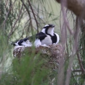 Grallina cyanoleuca at Isabella Plains, ACT - 27 Oct 2023