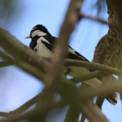 Grallina cyanoleuca at Isabella Plains, ACT - 27 Oct 2023