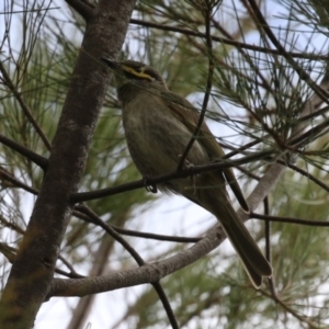 Caligavis chrysops at Isabella Plains, ACT - 27 Oct 2023