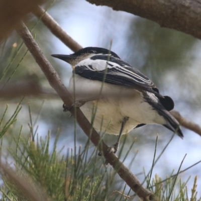 Lalage tricolor (White-winged Triller) at Upper Stranger Pond - 27 Oct 2023 by RodDeb