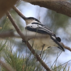 Lalage tricolor at Isabella Plains, ACT - 27 Oct 2023 12:41 PM