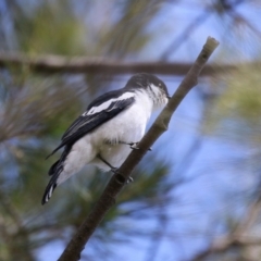 Lalage tricolor at Isabella Plains, ACT - 27 Oct 2023