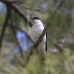 Lalage tricolor at Isabella Plains, ACT - 27 Oct 2023