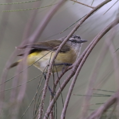 Acanthiza chrysorrhoa (Yellow-rumped Thornbill) at Isabella Plains, ACT - 27 Oct 2023 by RodDeb