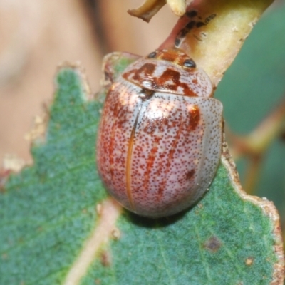 Paropsisterna m-fuscum (Eucalyptus Leaf Beetle) at Berridale, NSW - 25 Oct 2023 by Harrisi