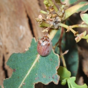 Paropsisterna m-fuscum at Berridale, NSW - 25 Oct 2023