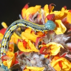 Chlenias (genus) at Tinderry, NSW - 25 Oct 2023