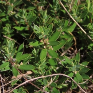 Leucopogon fraseri at Bobundara, NSW - 7 Mar 2021