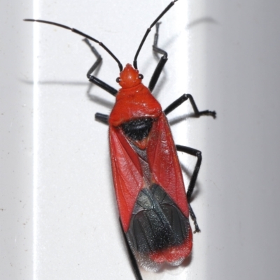 Thunbergia augur (a seed bug) at  - suppressed by TimL