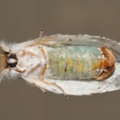 Trichiocercus sparshalli (Sparshall's Moth) at Wellington Point, QLD - 27 Oct 2023 by TimL