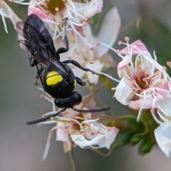 Hylaeus (Hylaeorhiza) nubilosus (A yellow-spotted masked bee) at Stromlo, ACT - 27 Oct 2023 by Miranda
