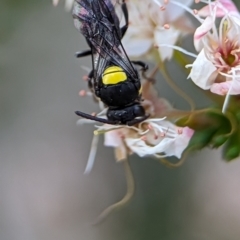 Hylaeus (Hylaeorhiza) nubilosus at Stromlo, ACT - 27 Oct 2023