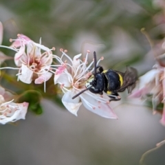 Hylaeus (Hylaeorhiza) nubilosus at Stromlo, ACT - 27 Oct 2023 03:46 PM