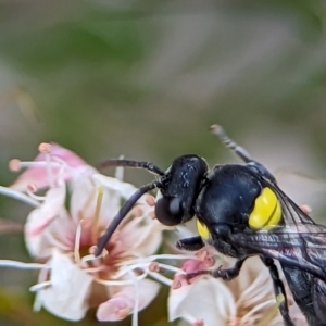 Hylaeus (Hylaeorhiza) nubilosus at Stromlo, ACT - 27 Oct 2023 03:46 PM