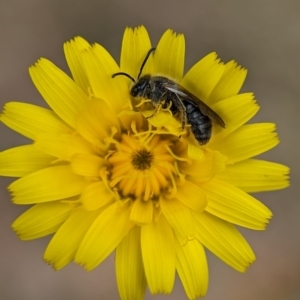 Lasioglossum (Chilalictus) lanarium at Holder, ACT - 27 Oct 2023 04:20 PM