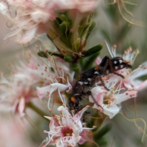 Eleale pulchra at Stromlo, ACT - 27 Oct 2023 03:44 PM