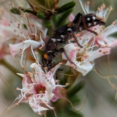 Eleale pulchra at Stromlo, ACT - 27 Oct 2023 03:44 PM