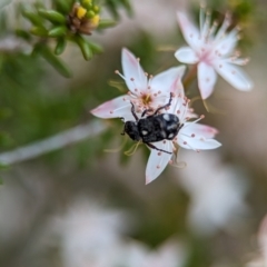 Microvalgus sp. (genus) at Block 402 - 27 Oct 2023