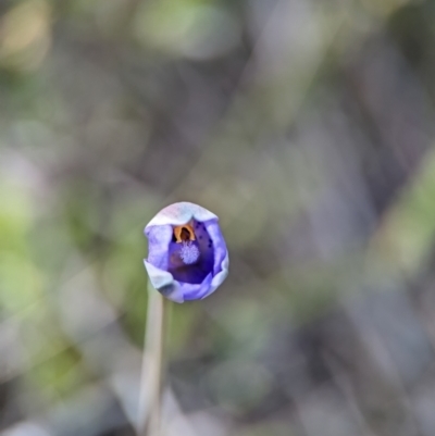 Thelymitra simulata (Graceful Sun-orchid) at Stromlo, ACT - 26 Oct 2023 by Miranda