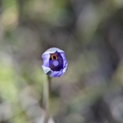 Thelymitra simulata at Block 402 - 27 Oct 2023