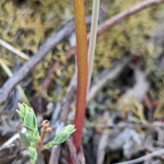 Thelymitra simulata at Block 402 - 27 Oct 2023