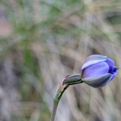 Thelymitra simulata at Block 402 - 27 Oct 2023