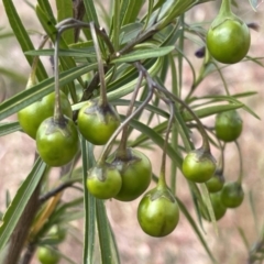 Solanum linearifolium (Kangaroo Apple) at Belconnen, ACT - 27 Oct 2023 by JimL