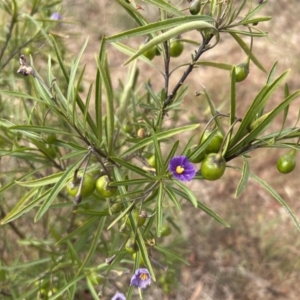 Solanum linearifolium at Belconnen, ACT - 28 Oct 2023