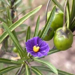 Solanum linearifolium at Belconnen, ACT - 28 Oct 2023