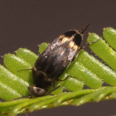 Mordella australis at Dryandra St Woodland - 24 Oct 2023