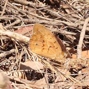 Heteronympha merope at Acton, ACT - 24 Oct 2023