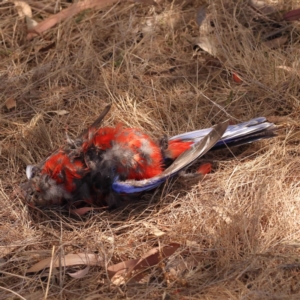 Platycercus elegans at Acton, ACT - 24 Oct 2023 10:38 AM