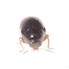 Cryptocephalinae (sub-family) (A case-bearing leaf beetle) at O'Connor, ACT - 24 Oct 2023 by ConBoekel