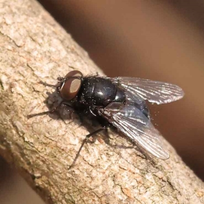 Calliphora vicina (European bluebottle) at O'Connor, ACT - 24 Oct 2023 by ConBoekel