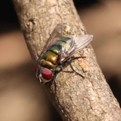 Chrysomya sp. (genus) (A green/blue blowfly) at O'Connor, ACT - 23 Oct 2023 by ConBoekel