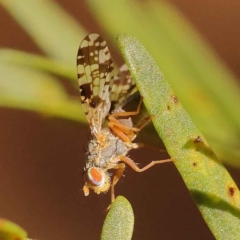 Austrotephritis poenia (Australian Fruit Fly) at Dryandra St Woodland - 24 Oct 2023 by ConBoekel