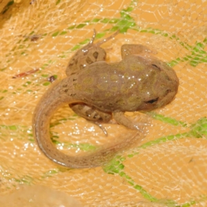 Limnodynastes tasmaniensis at O'Connor, ACT - 24 Oct 2023