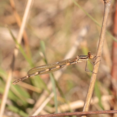 Austrolestes leda (Wandering Ringtail) at O'Connor, ACT - 23 Oct 2023 by ConBoekel