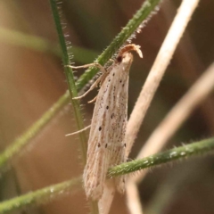 Gelechioidea (superfamily) (Unidentified Gelechioid moth) at O'Connor, ACT - 24 Oct 2023 by ConBoekel