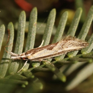 Thema macroscia at O'Connor, ACT - 24 Oct 2023 10:19 AM