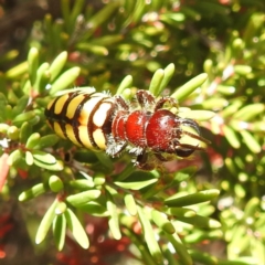 Unidentified Flower wasp (Scoliidae or Tiphiidae) at Surprise Bay, TAS - 27 Oct 2023 by HelenCross