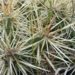 Cylindropuntia pallida (Hudson Pear ) at Deakin, ACT - 27 Oct 2023 by Steve818